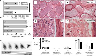 A Conserved Requirement for Fbxo7 During Male Germ Cell Cytoplasmic Remodeling